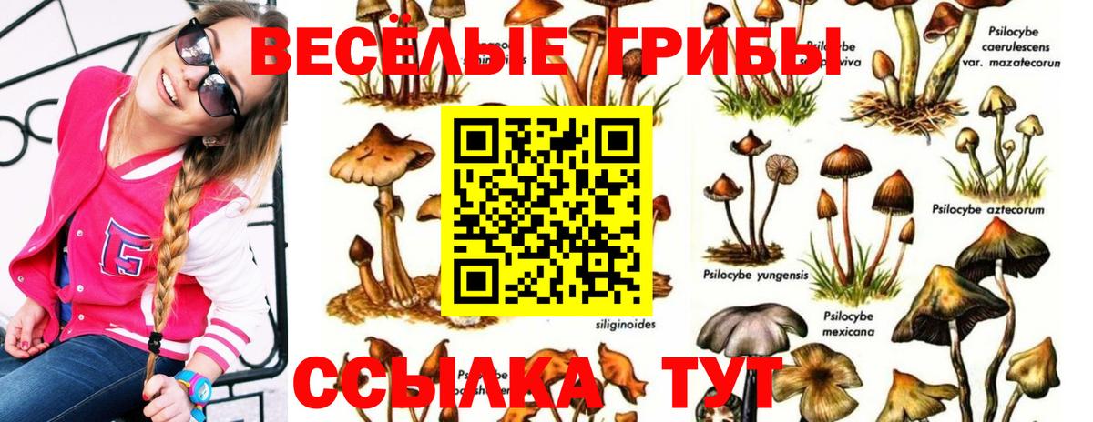 Псилоцибиновые грибы Psilocybe  Вход с VPN  Боровичи 